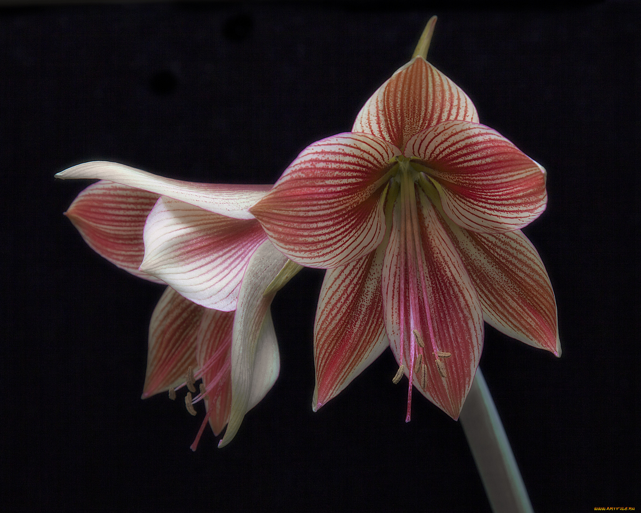 amaryllis exotic star, , ,  , 
